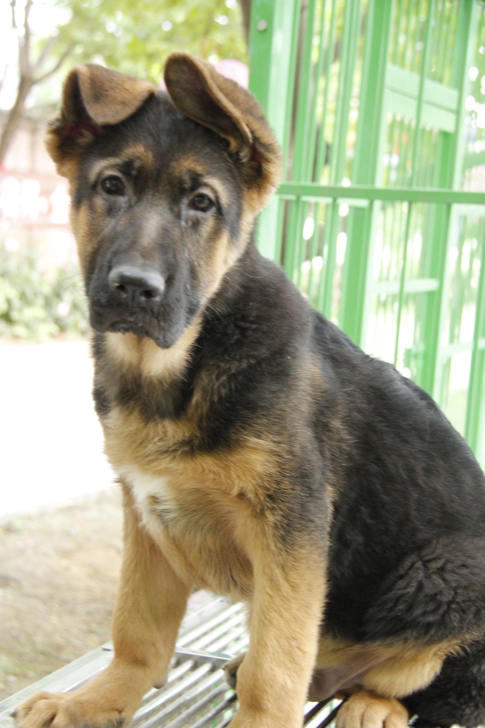 simon说狗：京北唯一纯种犬狗狗集市开业见闻