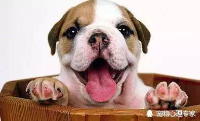 手把手教你给宠物洗澡,10年宠物医生