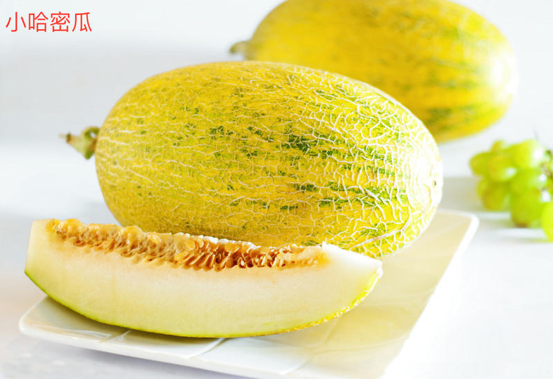 甜瓜产量前景,鼎牌玉奶香2号甜瓜品种详细介绍