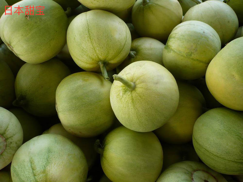 甜瓜产量前景,鼎牌玉奶香2号甜瓜品种详细介绍