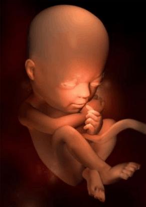 怀孕23周胎儿腹围19.2,孕23周胎儿一天不动正常吗