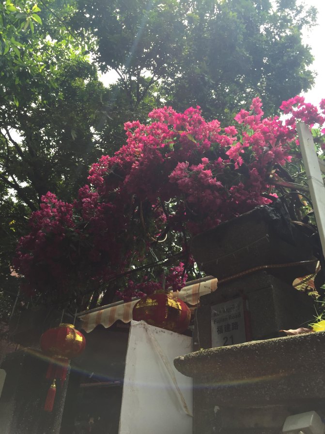 鼓浪屿自驾游全攻略,厦门鼓浪屿登岛全攻略