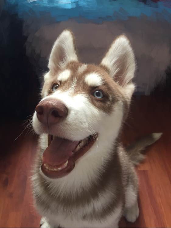 哈士奇在网上买回来的样子,哈士奇新买回来一直安静不下来