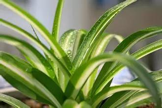 直立口红吊兰的养殖方法,金鱼吊兰养殖的正确方法