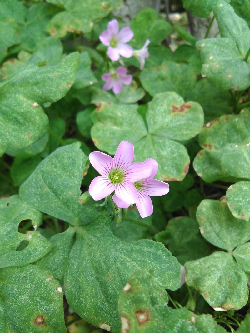 圆润*轻薄爱不释手---体验最美老人机21克M3手机