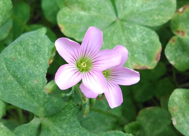 圆润*轻薄爱不释手---体验最美老人机21克M3手机