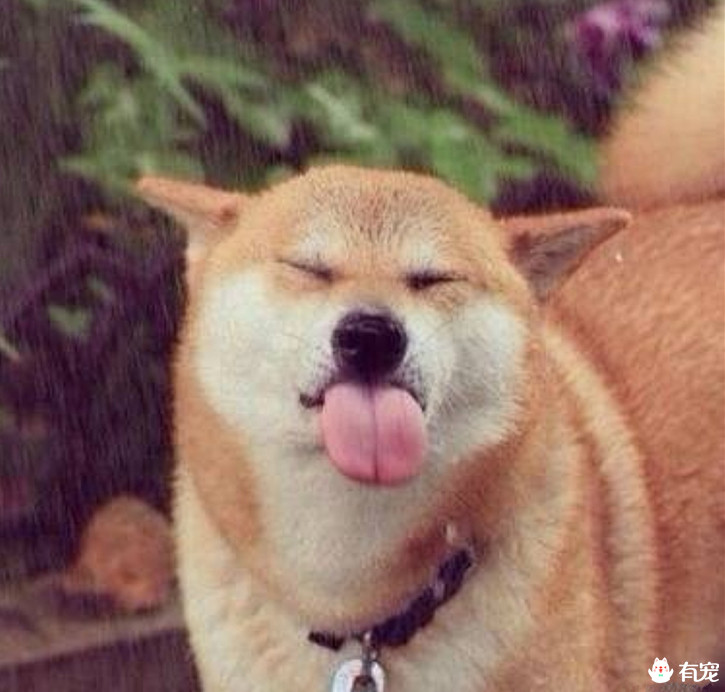 狗狗吃冰淇淋和蛋糕,狗狗在吃蛋糕