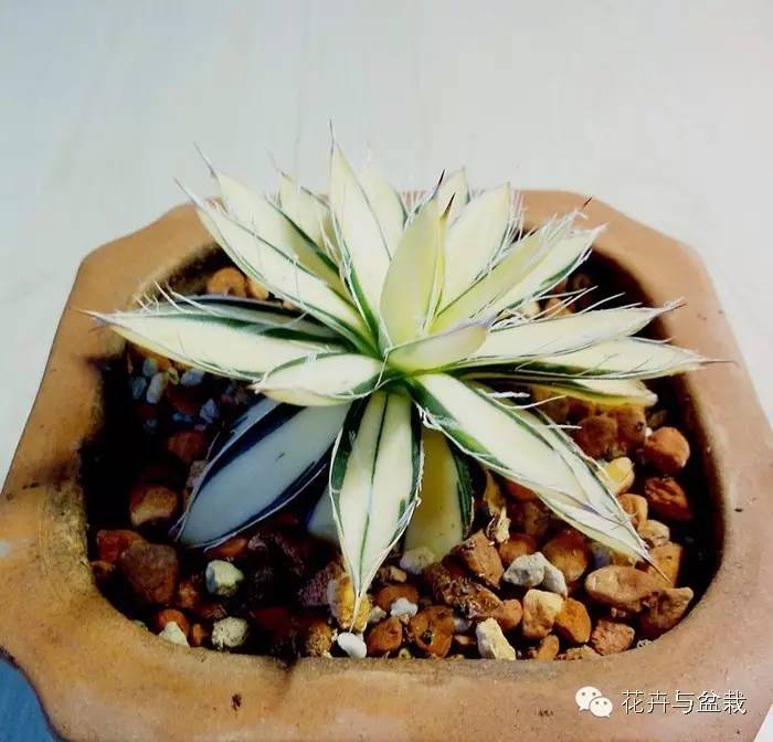 吸甲醛的绿植存放家里多久可扔掉,吸甲醛的绿植排名前十名绿萝