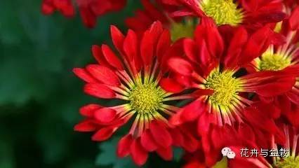 吸甲醛的绿植存放家里多久可扔掉,吸甲醛的绿植排名前十名绿萝