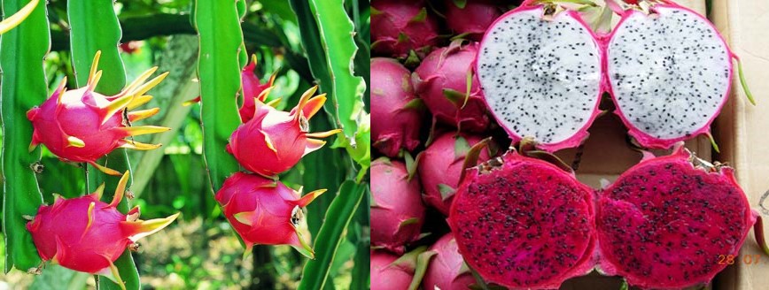 橙子火龙果的正确吃法,坐月子火龙果的正确吃法