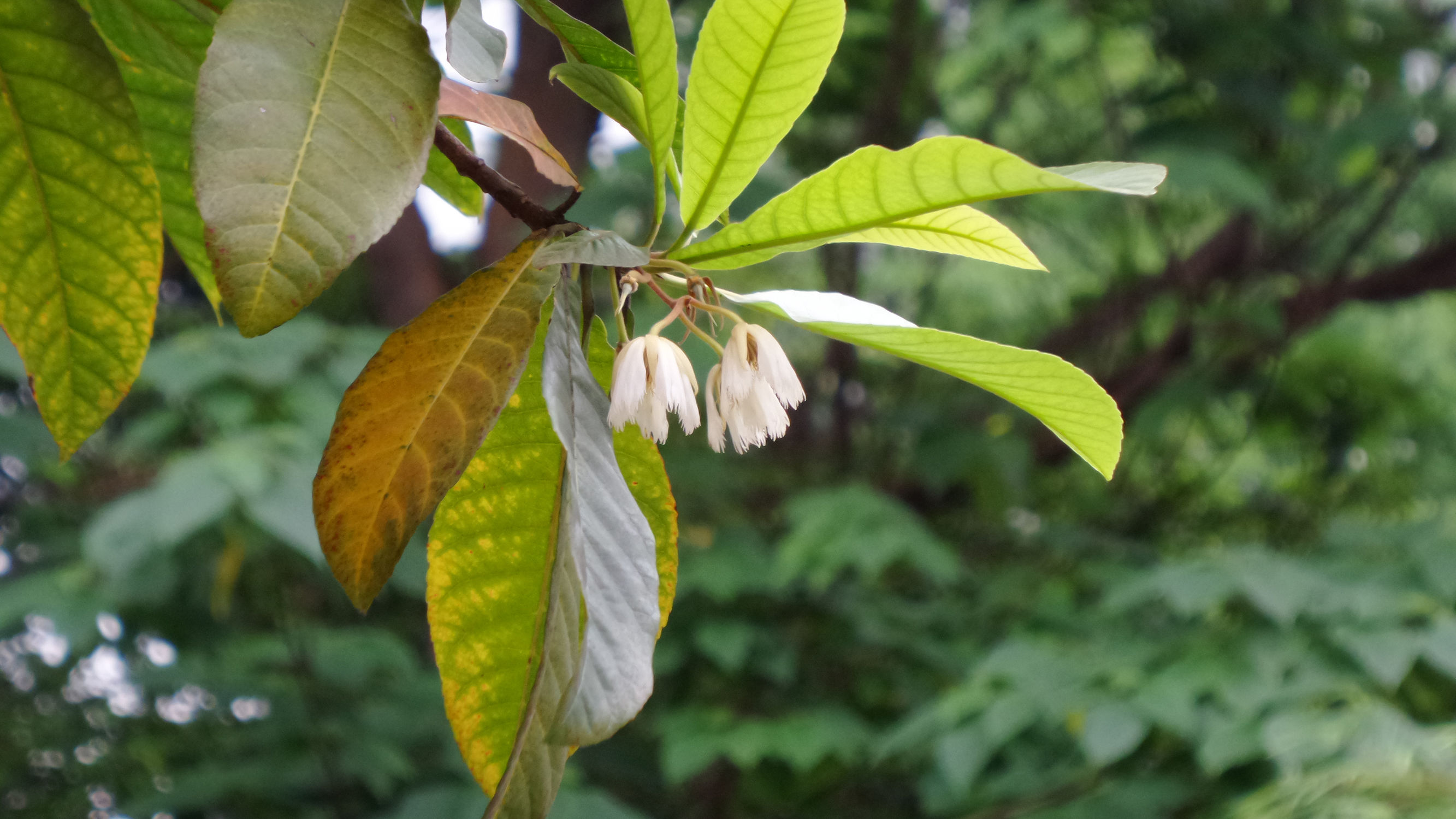 十倍光学变焦公认最好拍照手机,可变焦拍照神器