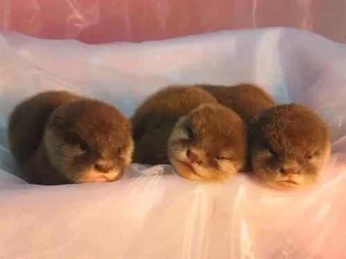 用我巨萌的强力剂,治愈你的宝宝萌化症