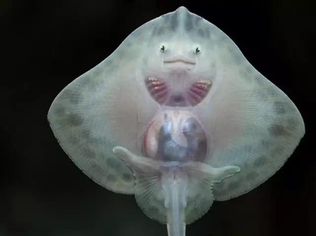 用我巨萌的强力剂,治愈你的宝宝萌化症