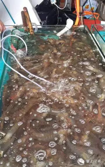 往水里扔一把“白色粉末”,一动不动的花蛤立马“回光返照”!这