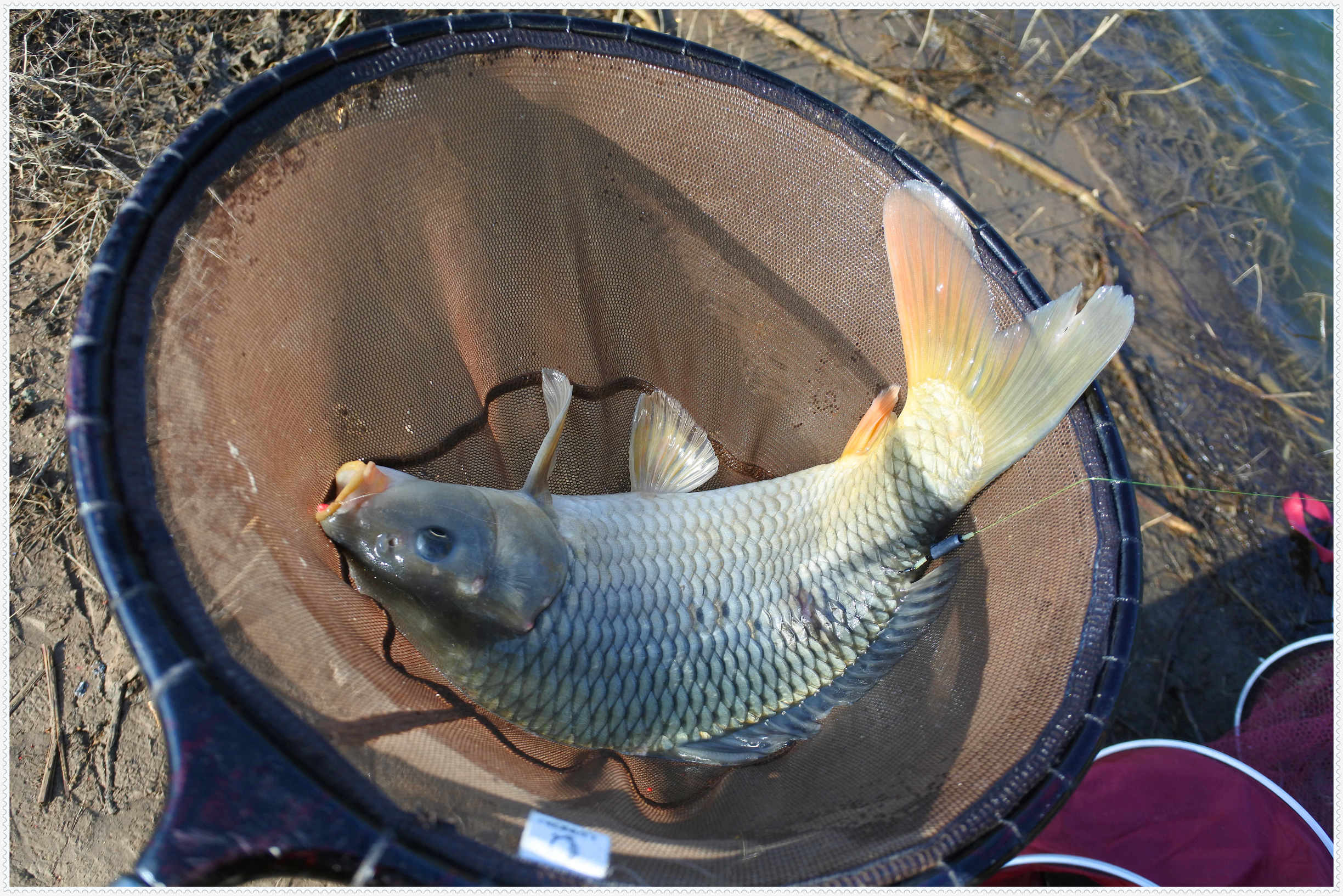 畅享春色京北水库激战黄金野鲤