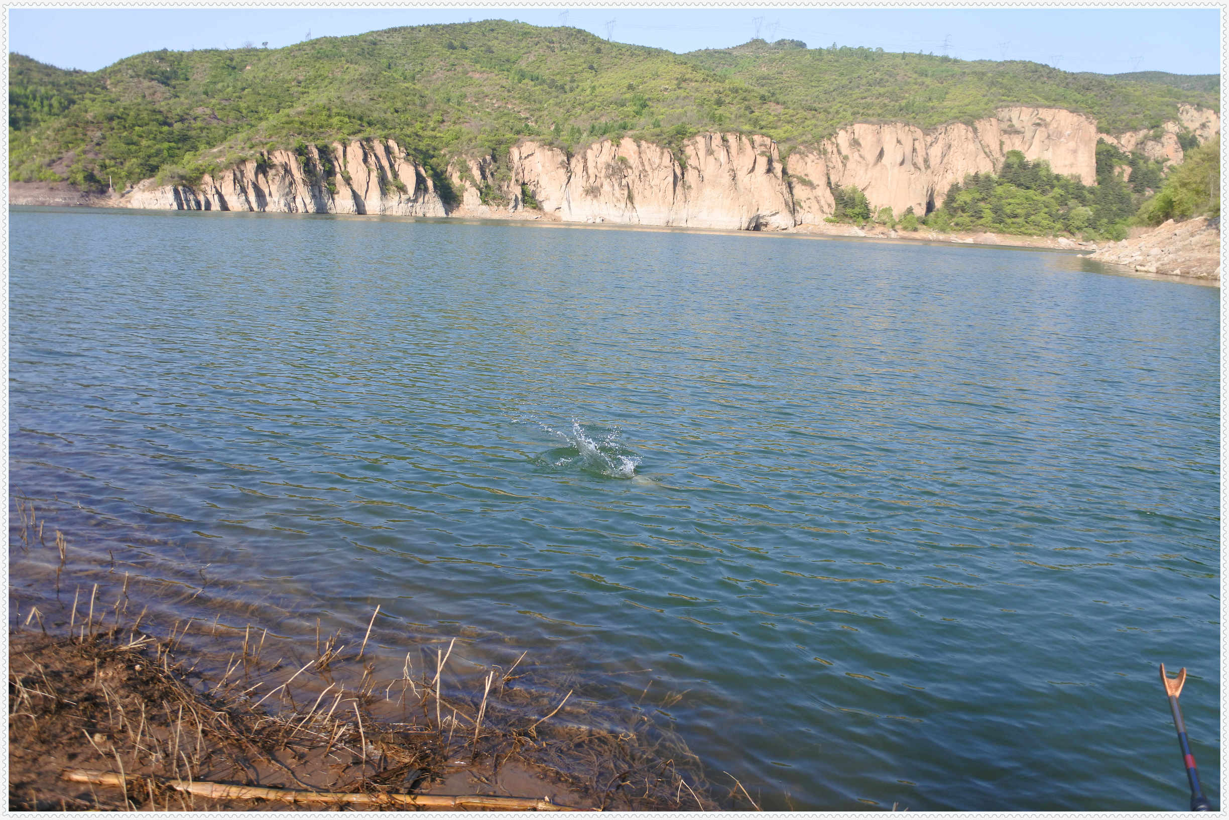 畅享春色京北水库激战黄金野鲤