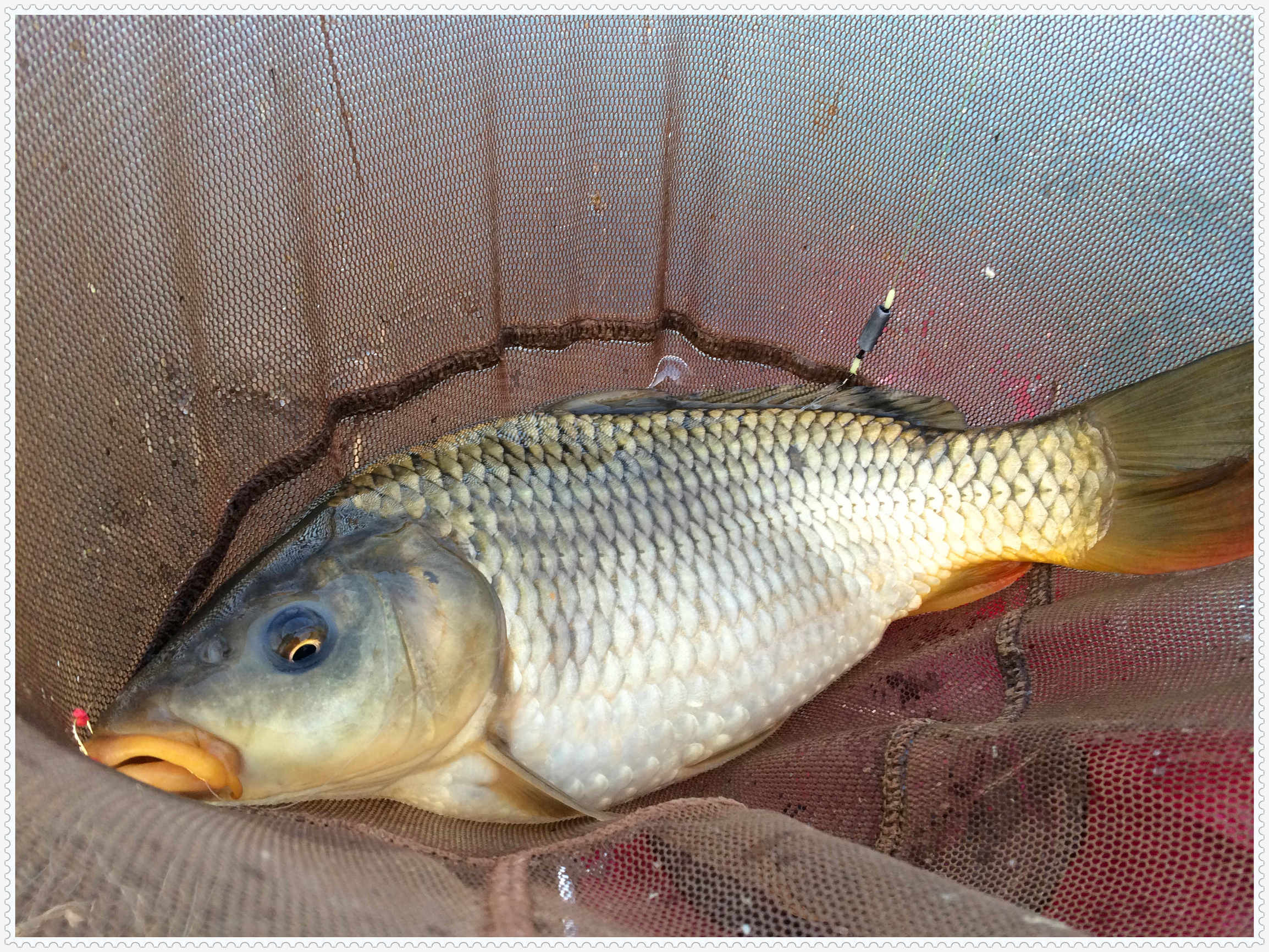 畅享春色京北水库激战黄金野鲤