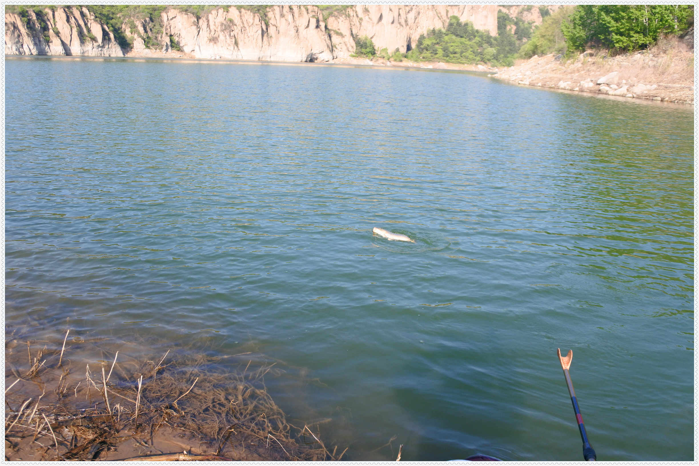 畅享春色京北水库激战黄金野鲤