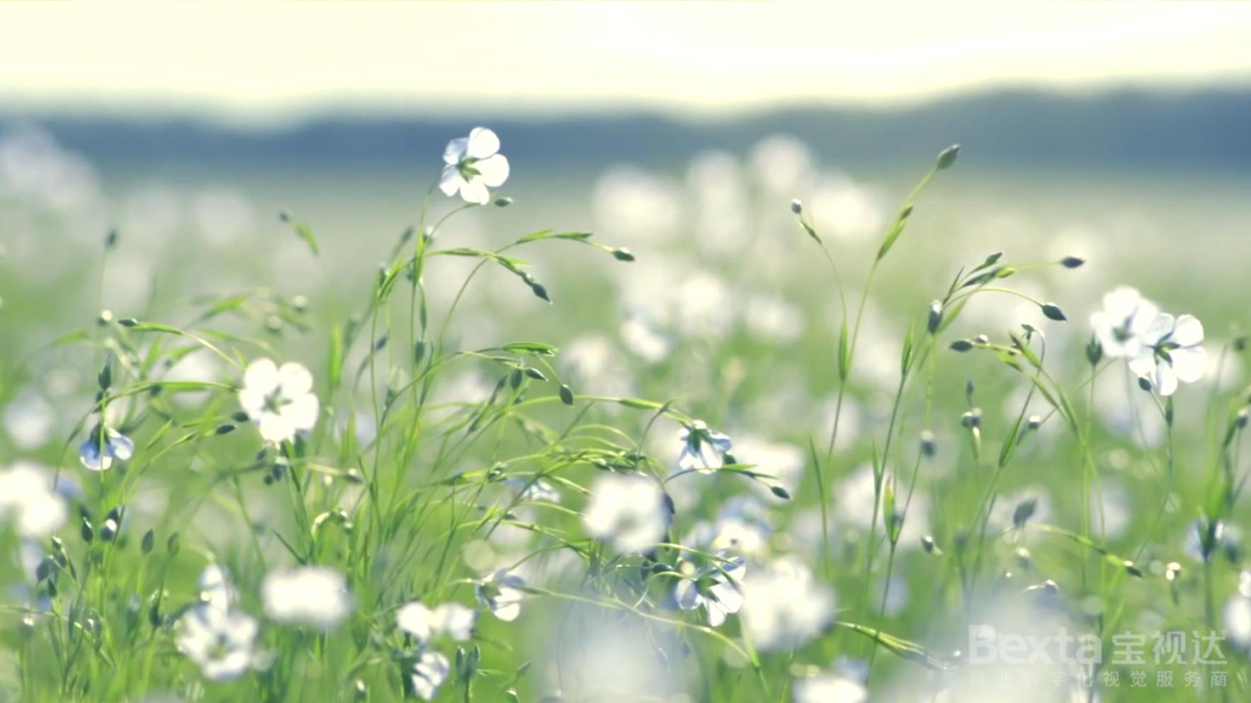 金达提花,金达莱花线稿