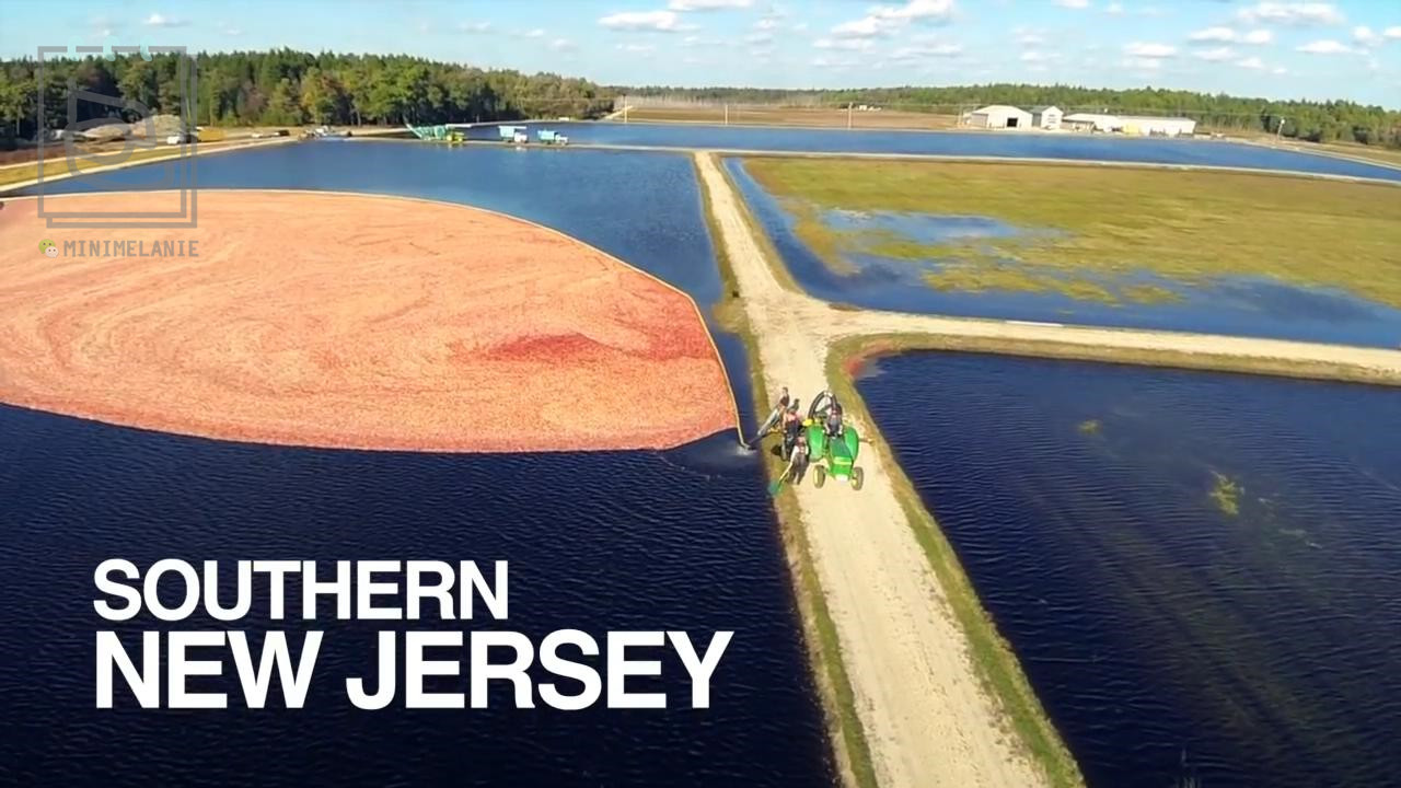 北美红宝石蔓越莓,北美红宝石蔓越莓干