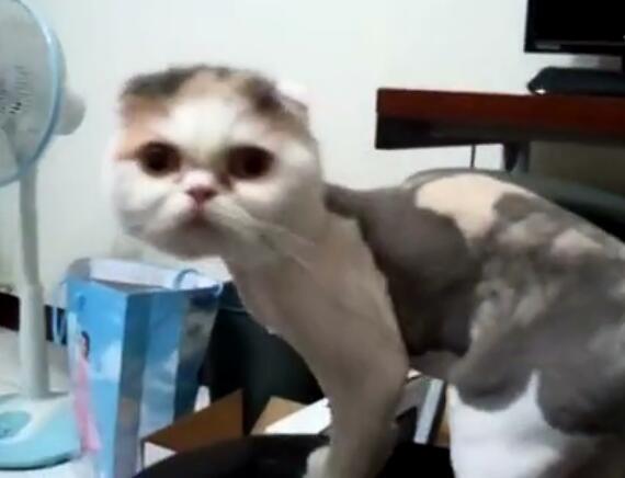 主人怎么叫小猫它才会回应,主人怎样叫猫咪