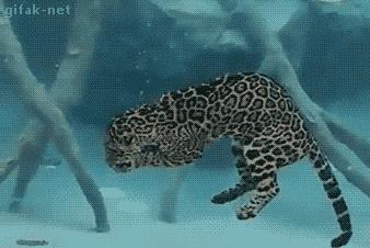 精选GIF图：.还敢说我们国内神剧吗？看看一箭她射下了什么.