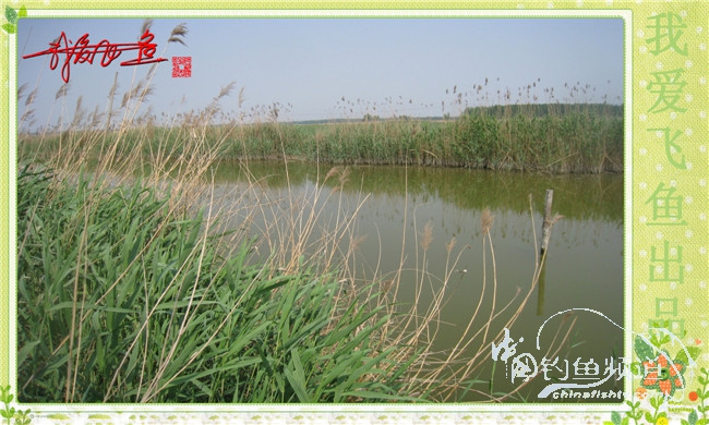 我爱飞鱼初探新钓点