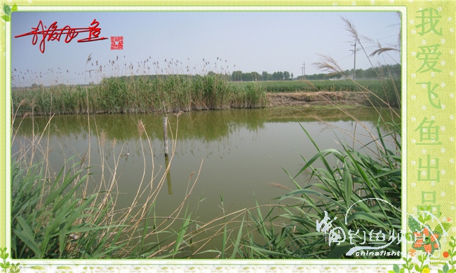 我爱飞鱼初探新钓点
