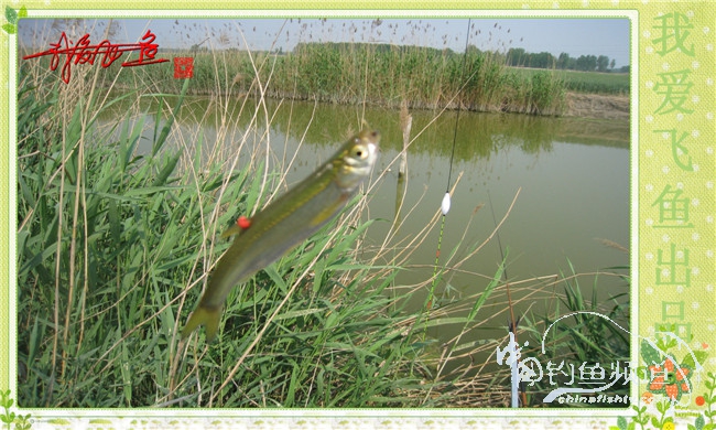 我爱飞鱼初探新钓点