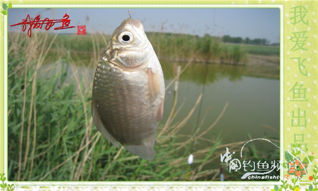 我爱飞鱼初探新钓点