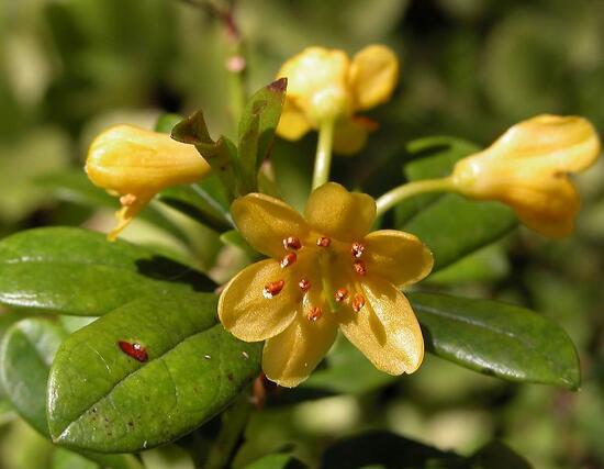 绿植花卉室内摆放实拍,绿植盆栽室内摆放