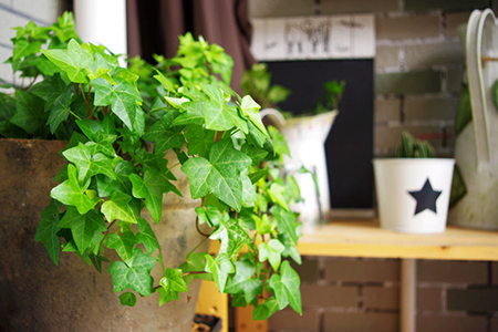 家具有辣味怎么去除,家具有酸臭味怎么处理