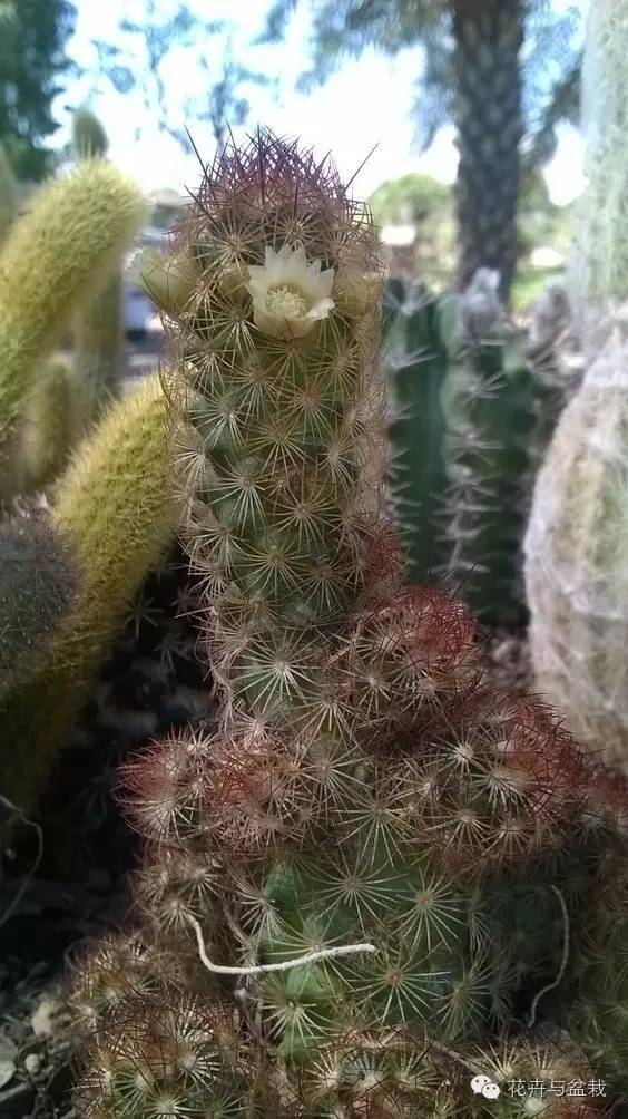 金手指怎么种,金手指怎么才能开花视频