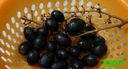 舌尖上的*疆新**:美丽黑色系——黑加仑葡萄你一定不知道这些