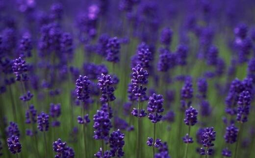 薰衣草什么时候开花最好,羊亭湿地公园春天薰衣草开花吗