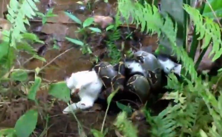 蟒蛇缠住猫,猫被蟒蛇缠住