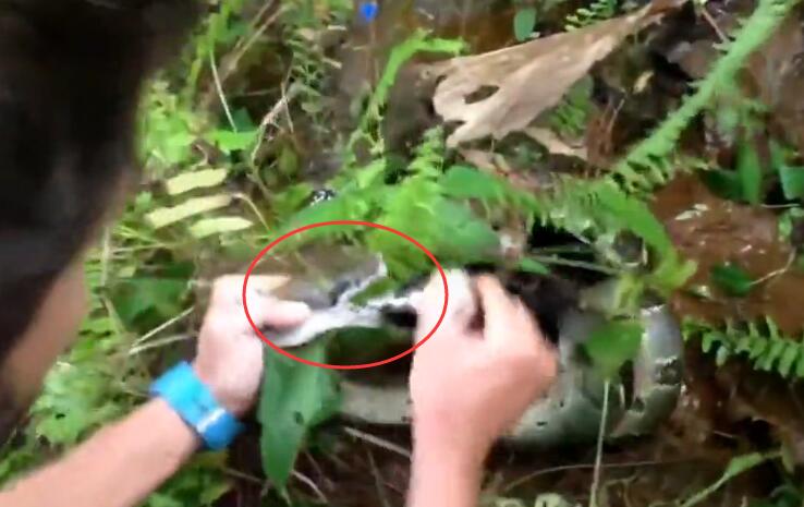 蟒蛇缠住猫,猫被蟒蛇缠住