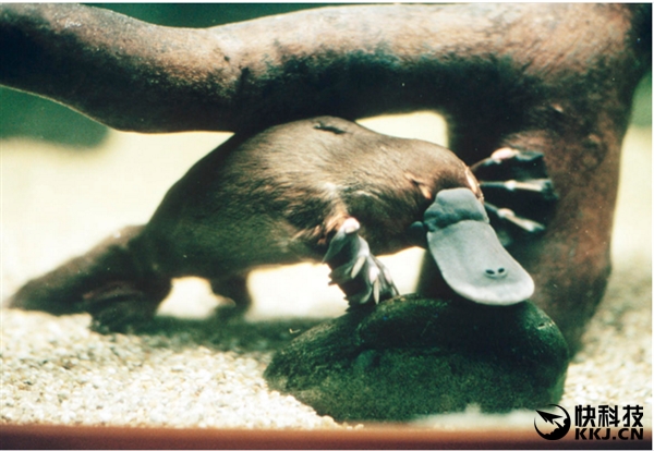 地球上最毒的15种动物,世界上最毒的动物排行