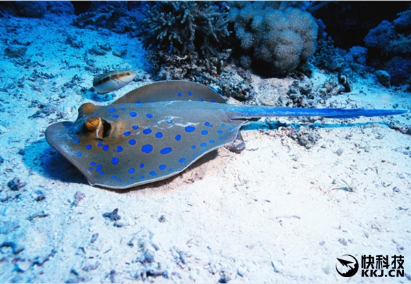 地球上最毒的15种动物,世界上最毒的动物排行