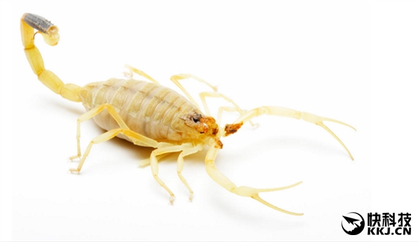 地球上最毒的15种动物,世界上最毒的动物排行