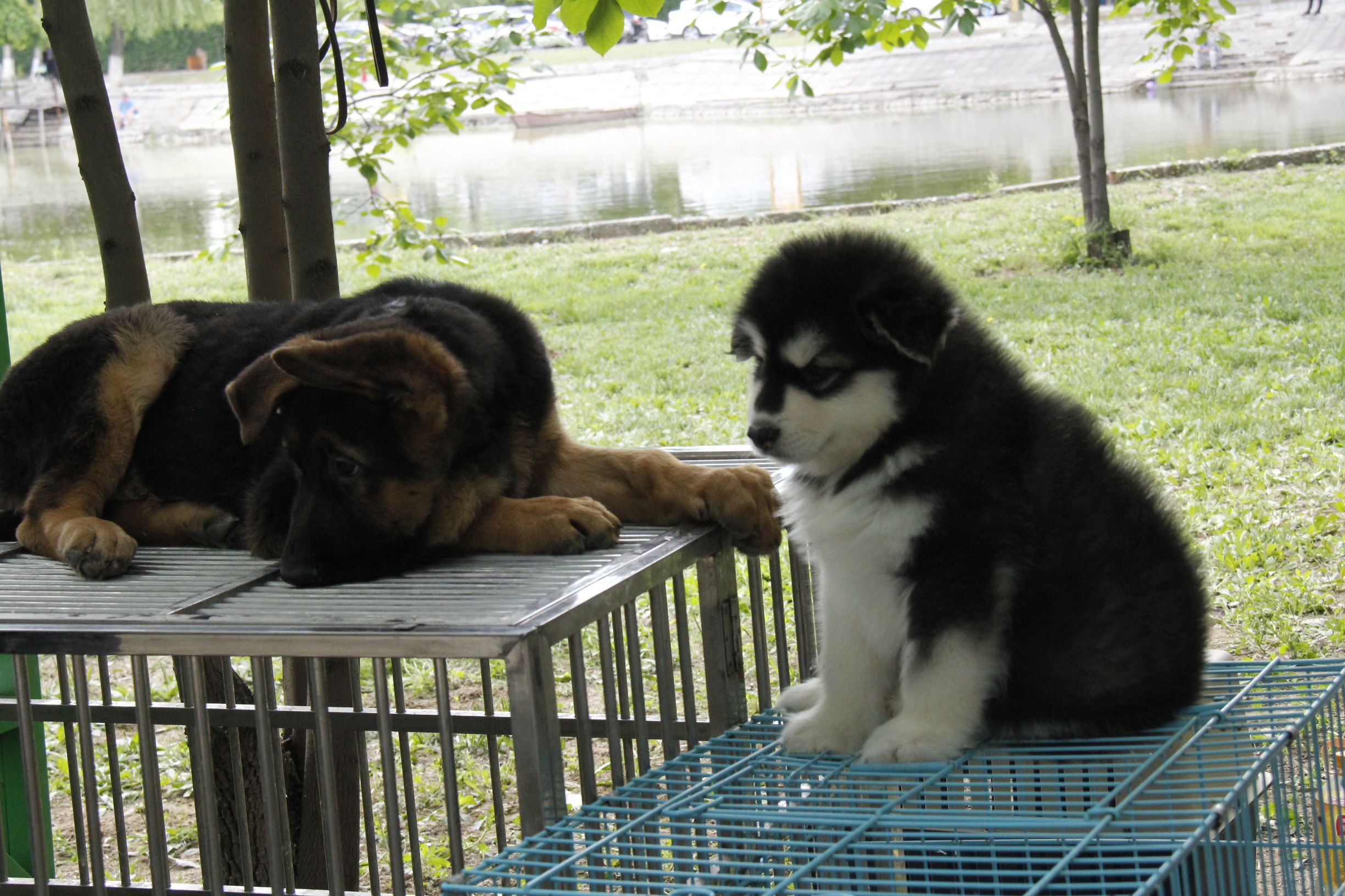 simon说狗：京北唯一纯种犬狗狗集市开业见闻