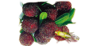 樱桃切开里面的小虫子,樱桃掰开里面有虫子