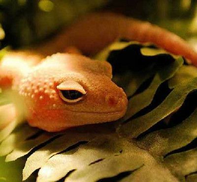 不合理蛙的卵长什么样,不合理蛙的图片