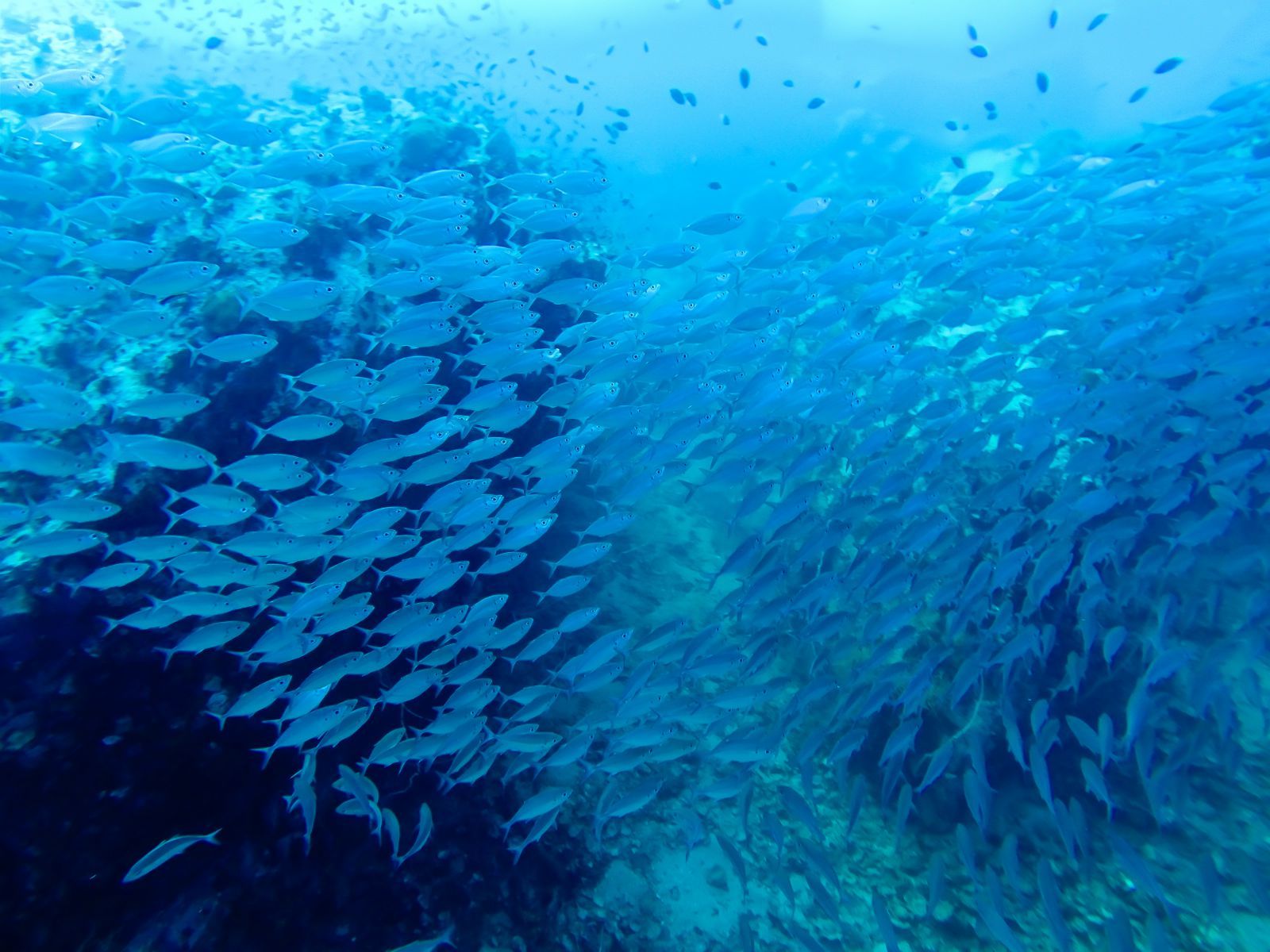 八个绝佳的潜水圣地建议收藏哦,全球最适合潜水的城市