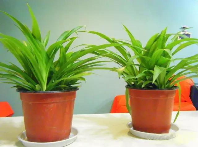 直立口红吊兰的养殖方法,金鱼吊兰养殖的正确方法