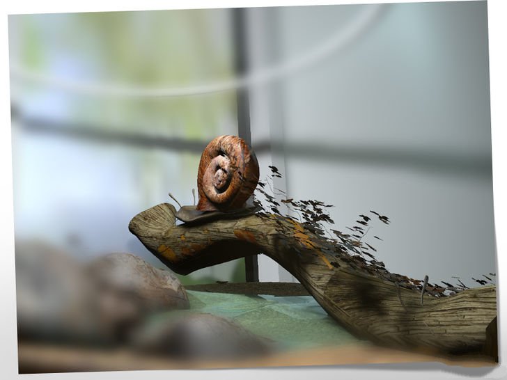 在家里怎么养蜗牛宠物,宠物蜗牛怎么养