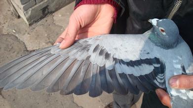不看后悔的园艺技巧,鉴鸽技巧大全带图