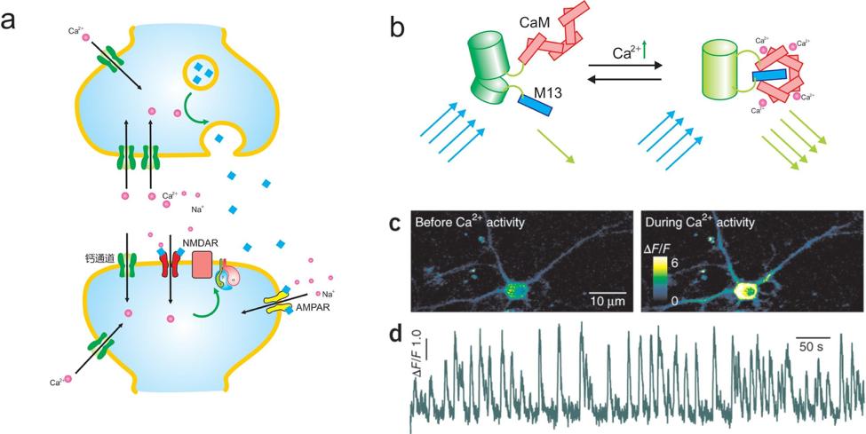 与遗传学有关的诺贝尔奖,光遗传学基因疗法