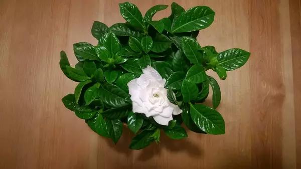 母亲节送什么盆栽植物合适,母亲节花卉盆栽推荐