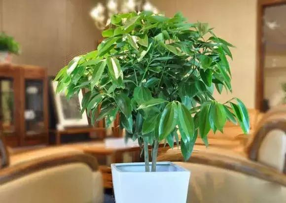 母亲节送什么盆栽植物合适,母亲节花卉盆栽推荐